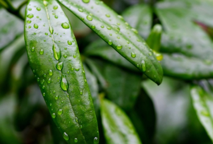 【萊沃醫療：知識分享】抓住雨水時節，養出春日好身體